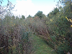 11 Shiawassee National Wildlife Refuge [2008 Nov 5]